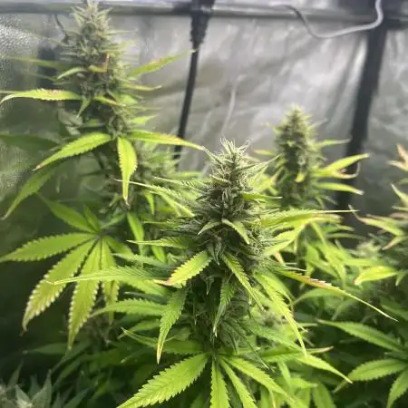 Jealosy Z XL Auto