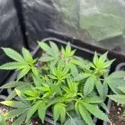 Bubblegum Gelato