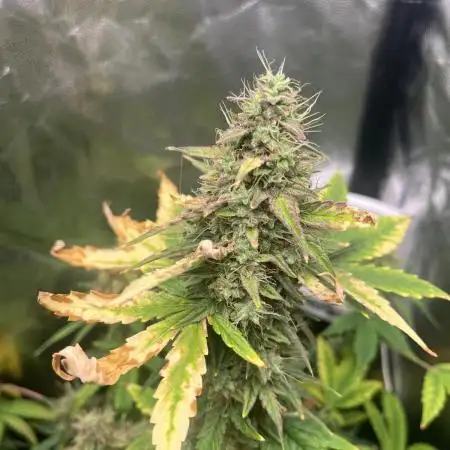 OG Kush Auto GB