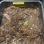 Diablo Rojo XL Auto