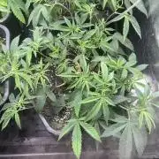 Silent B45