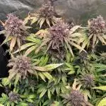 Diablo Rojo XL Auto