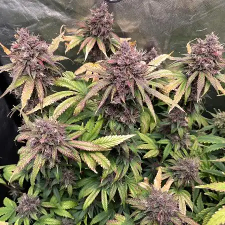 Diablo Rojo XL Auto