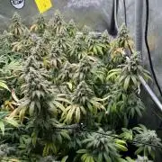 Silent B45