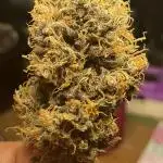 Diablo Rojo XL Auto