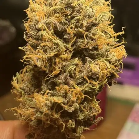 Diablo Rojo XL Auto