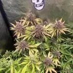 Diablo Rojo XL Auto