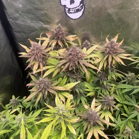 Diablo Rojo XL Auto