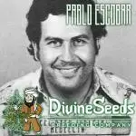Pablo Escobar Auto / Divine Seeds