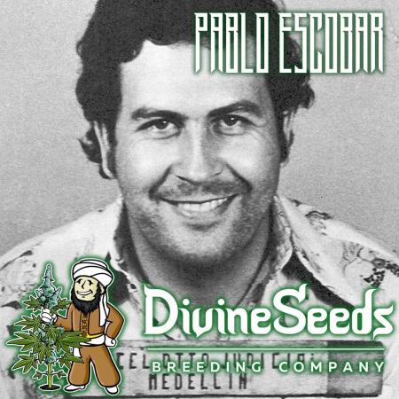 Pablo Escobar Auto / Divine Seeds