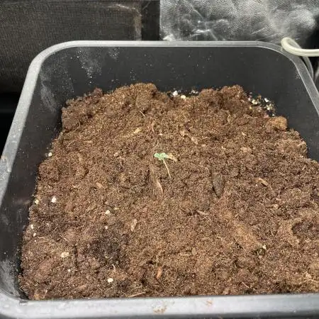 Chocolate Skunk Auto  00Seeds
