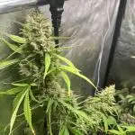 Jealosy Z XL Auto