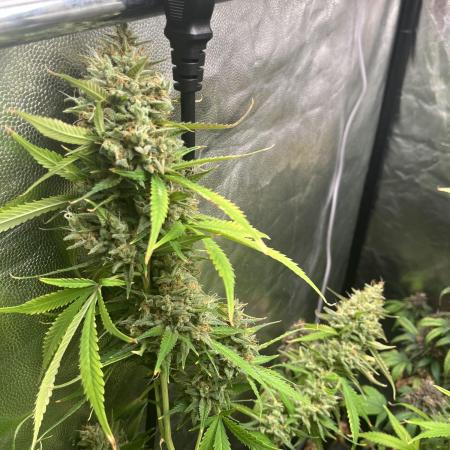 Jealosy Z XL Auto