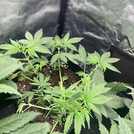 Diablo Rojo XL Auto