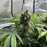 Bubblegum Gelato