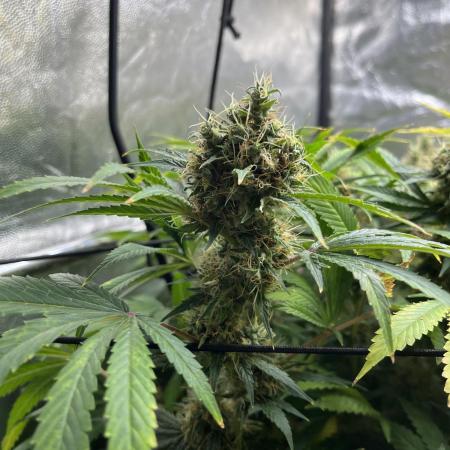 Bubblegum Gelato
