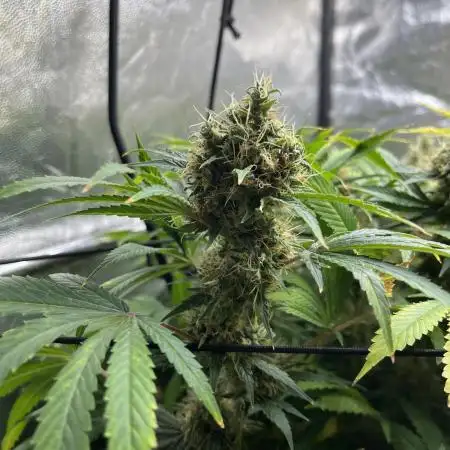 Bubblegum Gelato