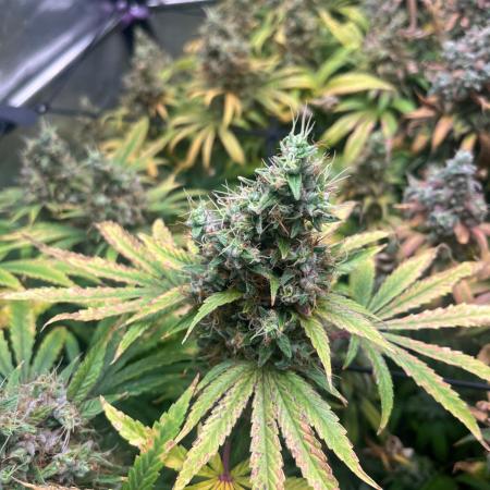 Bubblegum Gelato