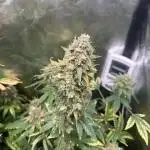 OG Kush Auto GB