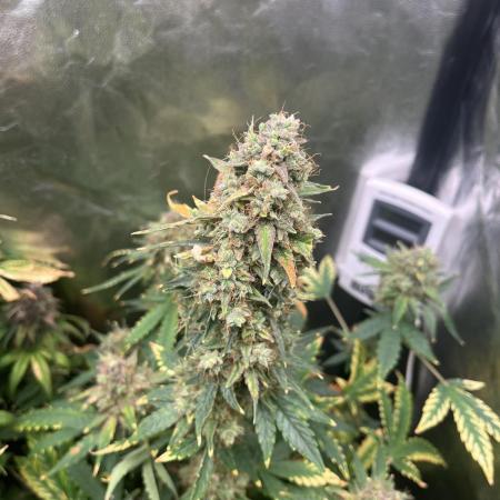 OG Kush Auto GB