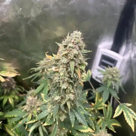 OG Kush Auto GB