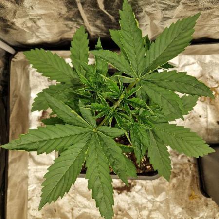 Durban Poison