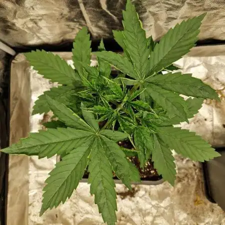 Durban Poison