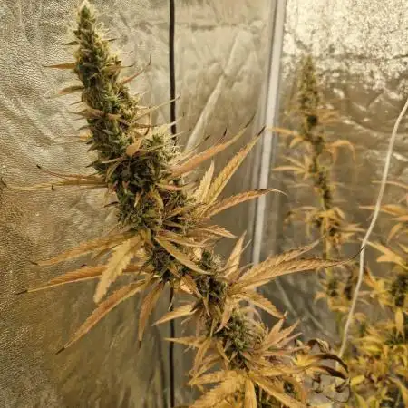 Durban Poison