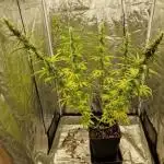 Durban Poison