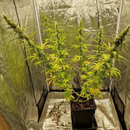 Durban Poison