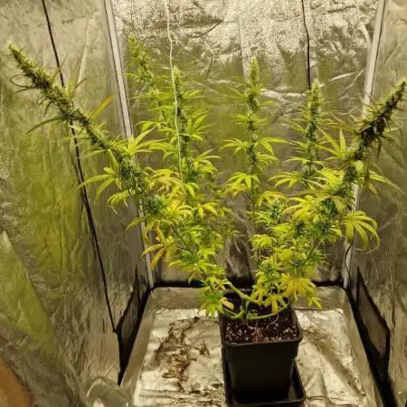 Durban Poison