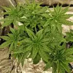 Durban Poison