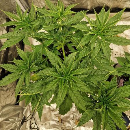 Durban Poison
