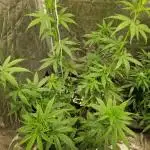 Durban Poison