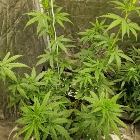 Durban Poison