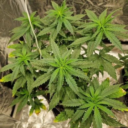 Durban Poison