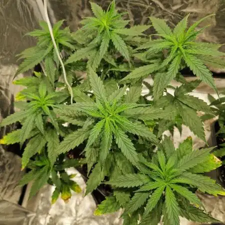 Durban Poison
