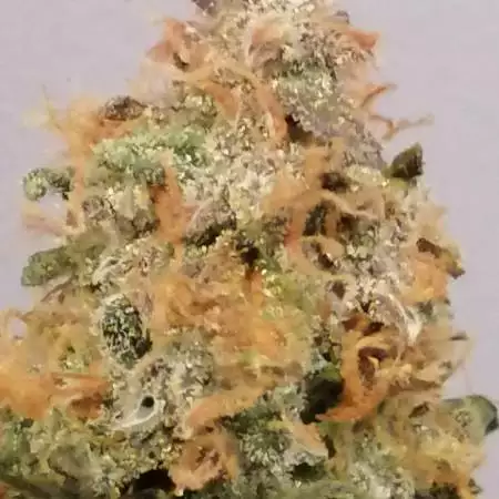 Fruit punch auto first indoor & auto gro