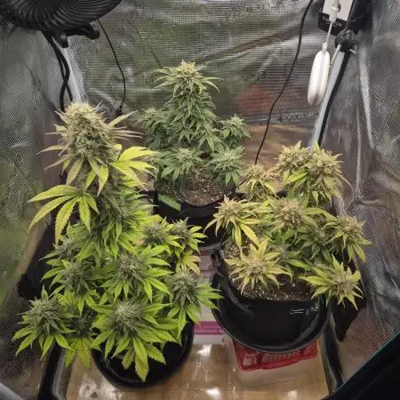 3. Grow Germany | Fast Buds & Sweet Seeds