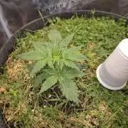 SweetSeeds / Living Soil / Only Water