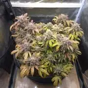 SweetSeeds / Living Soil / Only Water