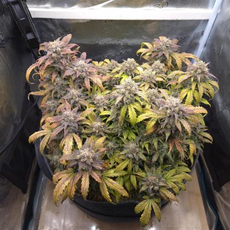 SweetSeeds / Living Soil / Only Water