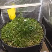 SweetSeeds / Living Soil / Only Water