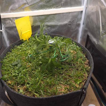 SweetSeeds / Living Soil / Only Water