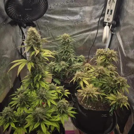 3. Grow Germany | Fast Buds & Sweet Seeds