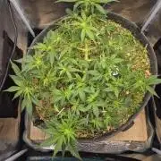 SweetSeeds / Living Soil / Only Water