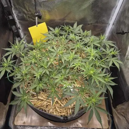 First Living Soil Run | Only Water