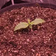 DC Cure1:1 Medical CBD Run Organic Soil
