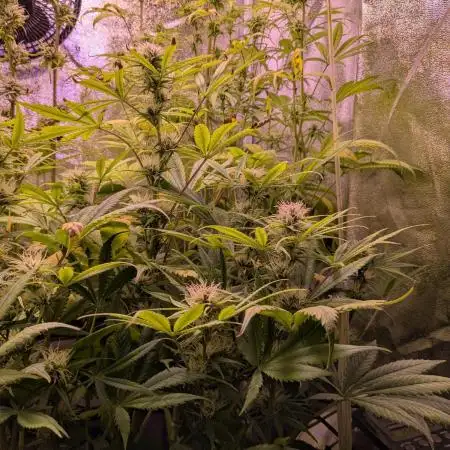 Auto Fractal Divine Seeds