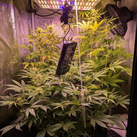 Auto Fractal Divine Seeds